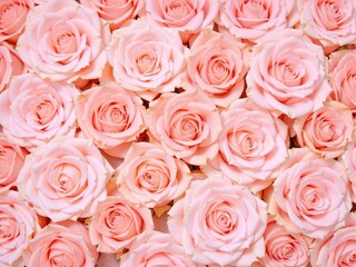 Naklejka premium Romantic Pink Rose Background Texture