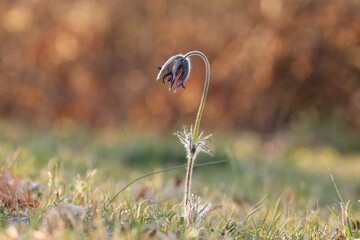 fiori di anemone pulsatilla al tramonto