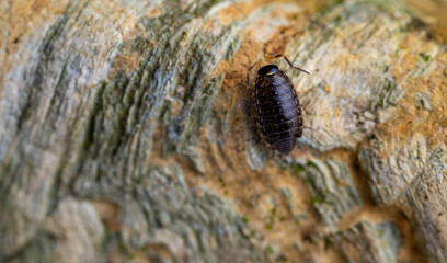 Close up of Gray Pill Bug on Rust Orange Rock