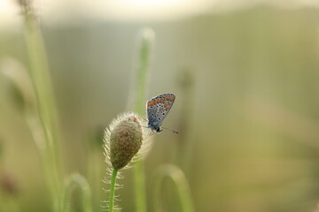 una farfalla licenide al tramonto