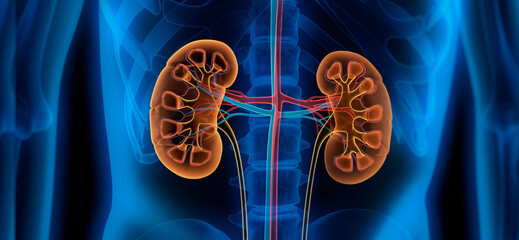 3D illustration of human kidneys with cross-section with blue x ray human body