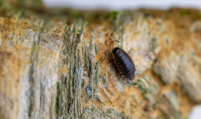 Close up of Gray Pill Bug on Rust Orange Rock