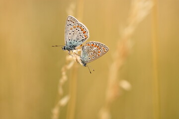 una farfalla licenide al tramonto