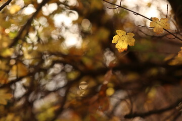 foglie nel bosco in autunno