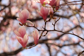 fiori di magnolia in primavera