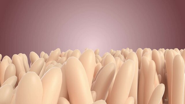 inside microscopic villi in human small intestine