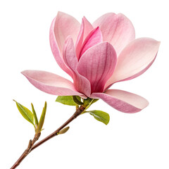 Pink magnolia flower isolated on a transparent background
