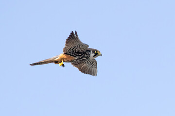 Eurasian Hobby