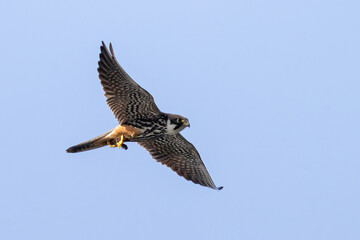Eurasian Hobby