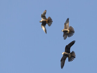 Eurasian Hobby