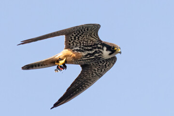 Eurasian Hobby