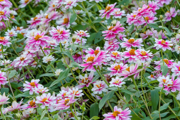 Obraz premium ピンクと白のジニアの花畑