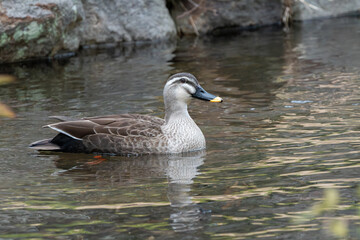 水面に浮かぶカルガモ