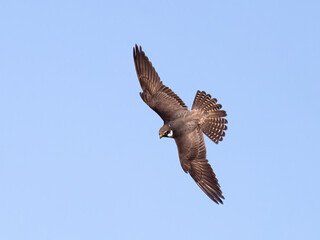 Eurasian Hobby