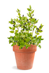 Myrtle  plant with berries in a vase