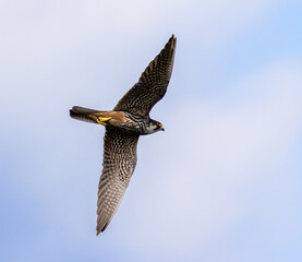 Eurasian Hobby