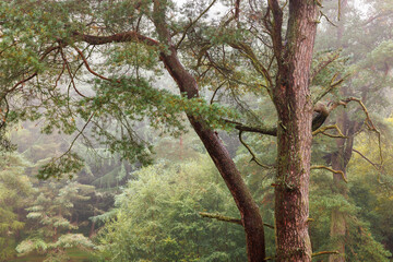 Misty Woodland Scene Featuring a Majestic Pine Tree with Textured Bark and Twisting Branches, Surrounded by Lush Green Foliage and a Dense Forest Canopy in a Tranquil Natural Setting