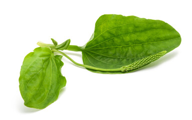Broadleaf plantain