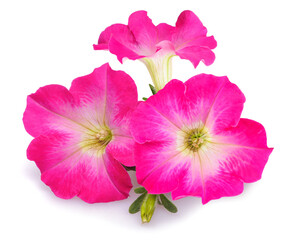 Fototapeta premium Pink surfinia petunia flowers
