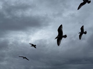 Norwegian sea and seagulls