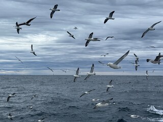 Norwegian sea and seagulls