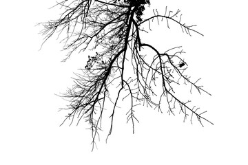 Natural large branch of old oak tree on transparent background