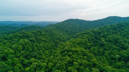 Obraz premium Carbon Forest Preservation Concept, Sustainable Carbon Preservation Initiatives for Protecting Tropical Forest Ecosystems and Biodiversity