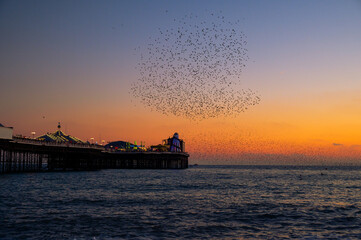 Obraz premium The mesmerising starling murmuration on the Brighton coast. 