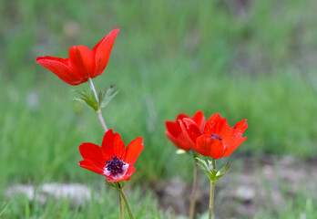 Obraz premium wild red flowers, red anemone photos
