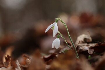 fiori di bucaneve nel bosco