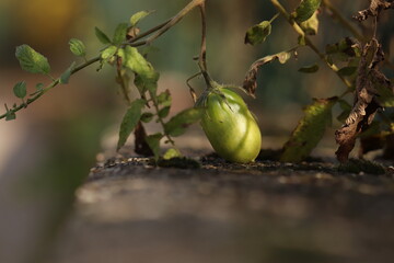pomodori verdi nell'orto