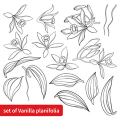 Set of outline Vanilla planifolia (vanilla orchid) flowers and leaves in black isolated on white background. 