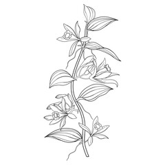 Outline vine of Vanilla planifolia (vanilla orchid) flowers and leaves in black isolated on white background. 