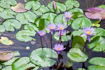 Roze bloeiende waterlelies met een geel hard en groene bladeren in een vijver © ArieStormFotografie