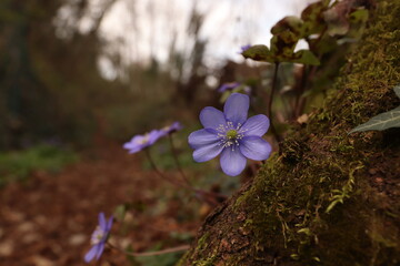 fiori di anemone hepatica nel bosco