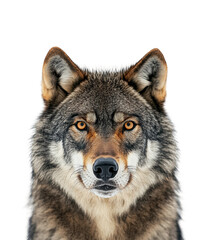 Fototapeta premium Gray wolf portrait in forest isolated on transparent background png