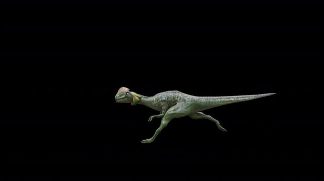 dinosaur dilophosaurus run loop 3D Video Animation