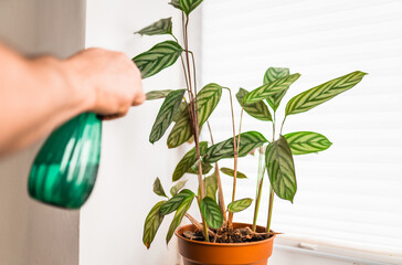 Watering Ctenanthe oppenheimiana Plant in a pot closeup. Home Plant on a window seal. Indoor plants...