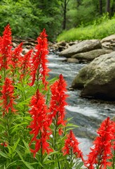 cardinal flowers at river bank