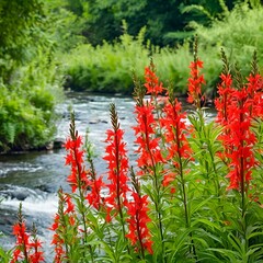 cardinal flowers at river bank