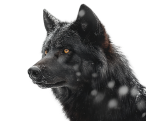 Black wolf encounter in forest isolated on transparent background png