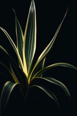 Art photography plant known as a snake plant or Sansevieria
