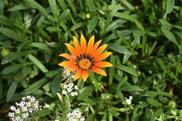 yellow flower in the garden