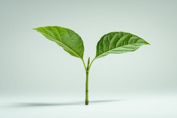 Kratom Plant: Medicative Therapy with Green Leaves for Stimulation and Tea Making