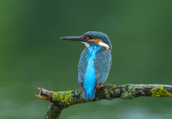 A kingfisher sits on a moss-covered branch with its bright back turned