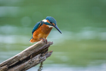 A kingfisher sits on a dry branch sticking out of the water and looks for fish below