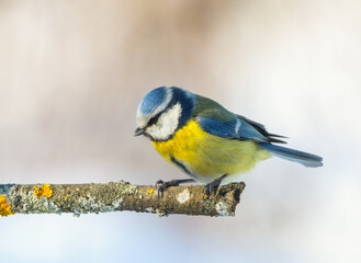 A blue titmouse sits on a branch on a sunny winter morning