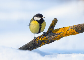 A big tit sits on a branch sticking out from under the snow