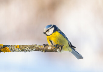 Obraz premium A blue titmouse sits on a branch on a sunny winter morning