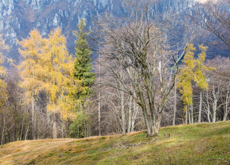 autumnal nature sceneries inside the Piani dei Resinelli, Lecco, Italy 